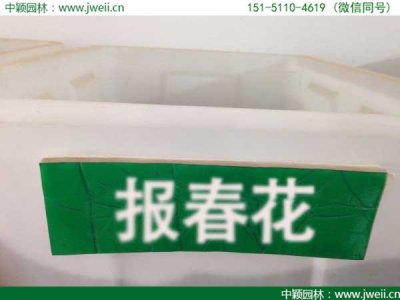 報春花種子