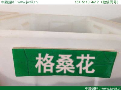格桑花種子