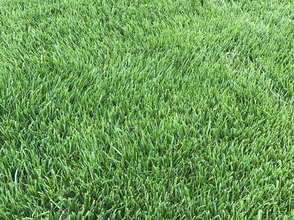 1564492754563121.jpg 高羊茅7.jpg