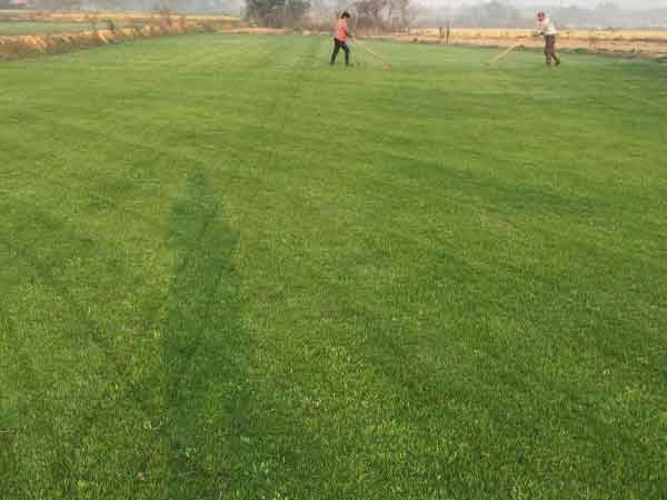 1564492790110684.jpg 草坪1.jpg