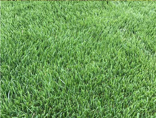 進口草坪種子 進口草坪種子