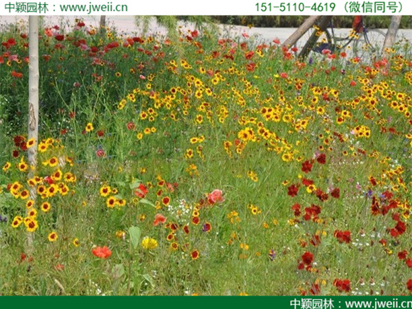 1566826134103586.jpg 野花-(10).jpg