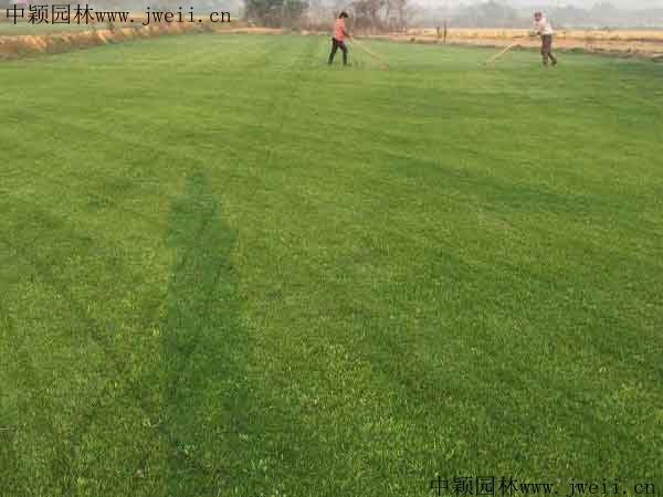 1566873464105290.jpg 多年生黑麥草4_副本.jpg