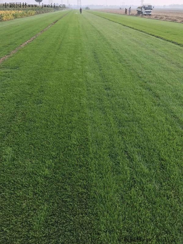 1566873541110101.jpg 早熟禾_副本 (1).jpg