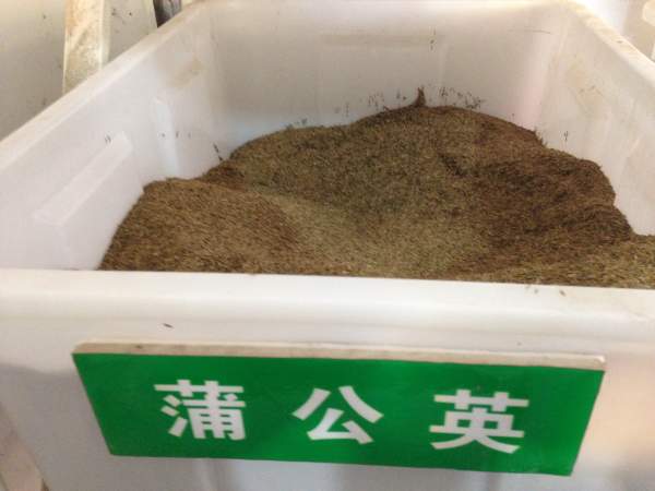 蒲公英.jpg