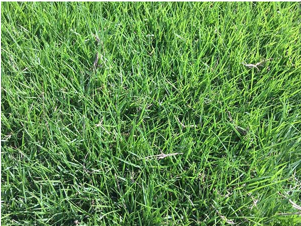 進口草坪種子 進口草坪種子