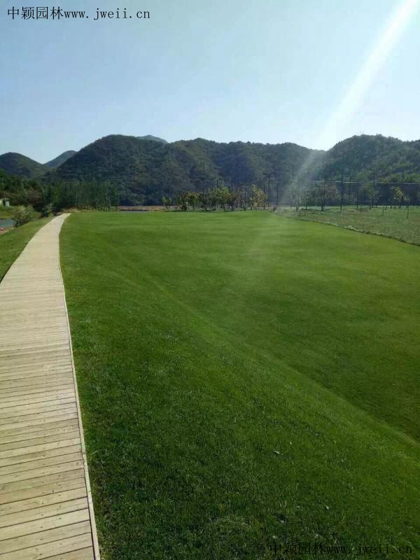 1568003215281137.jpg 草坪_副本1.jpg