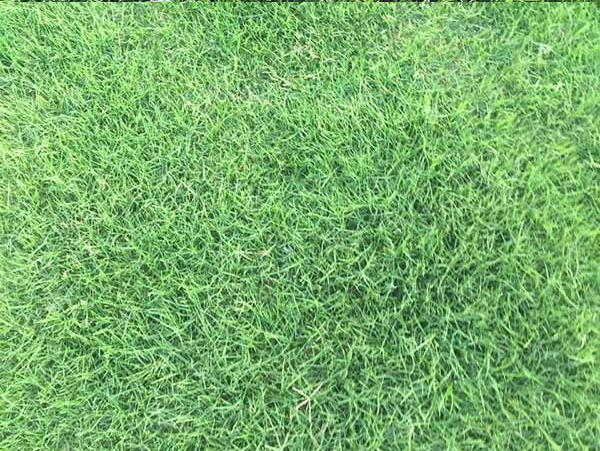 進口草坪種子 進口草坪種子