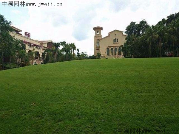 1568117299652547.jpg 草坪3_副本.jpg