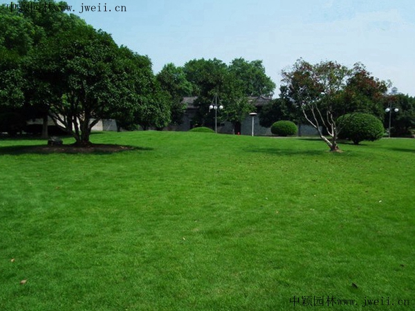 1568117326122205.jpg 草坪51_副本.jpg