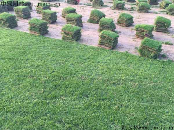 1568117677621404.jpg 草坪5_副本.jpg