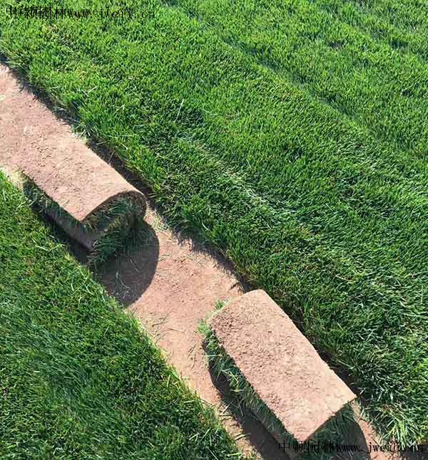 1568117694120005.jpg 草坪33_副本.jpg