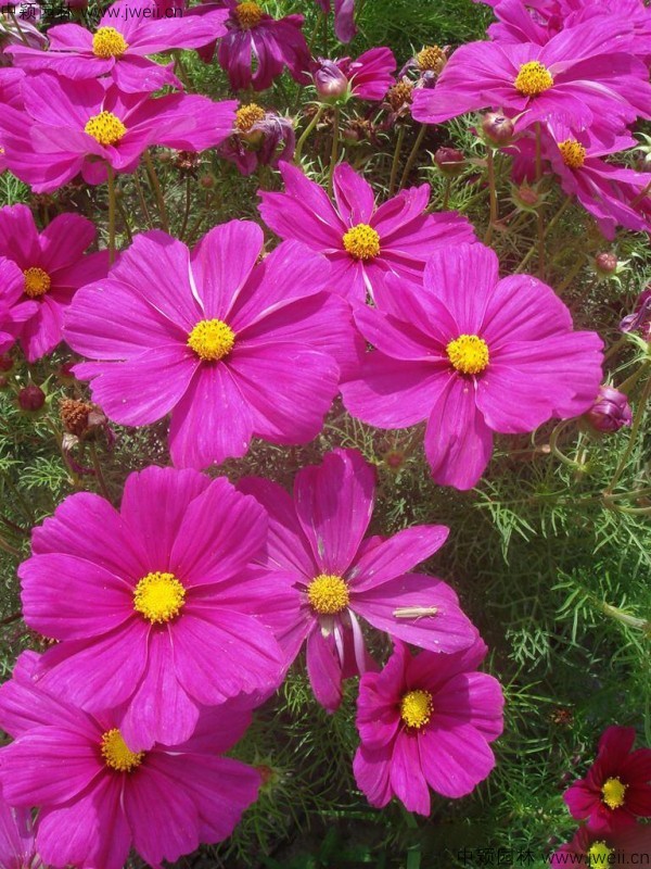 1568731417249887.jpg 波斯菊-(10).jpg