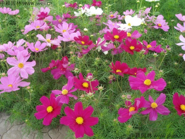 1568731424127554.jpg 波斯菊-(11).jpg