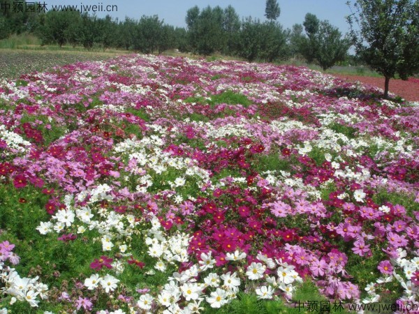 1568731437113468.jpg 波斯菊-(13).jpg