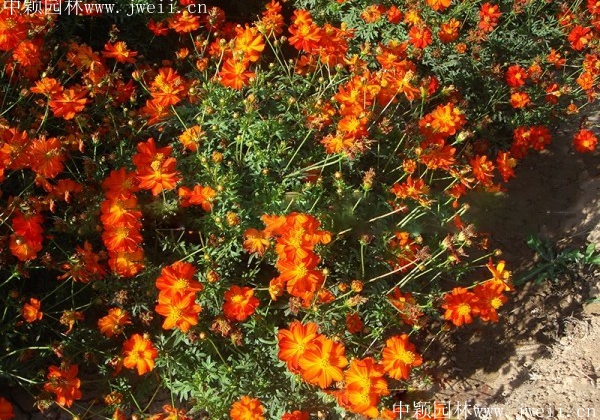 1569383408304347.jpg 硫華菊1.jpg