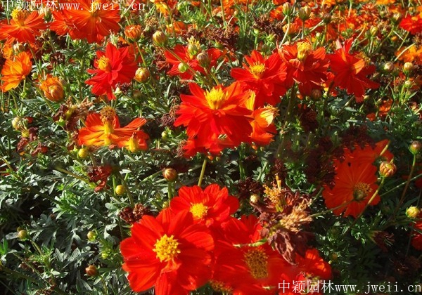 1569593399242145.jpg 硫華菊3.jpg