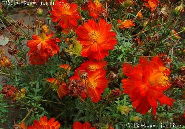 1569593408795264.jpg 硫華菊4.jpg