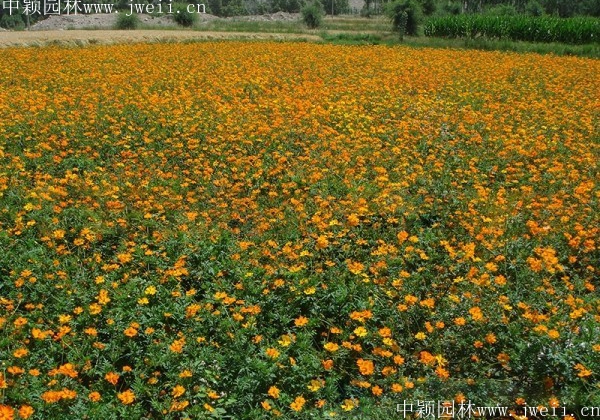 1569593432115528.jpg 硫華菊18.jpg