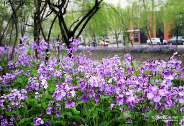 1569936450280967.jpg 二月蘭2_副本.jpg