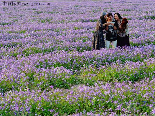 1569936471517897.jpg 二月蘭草籽9.jpg