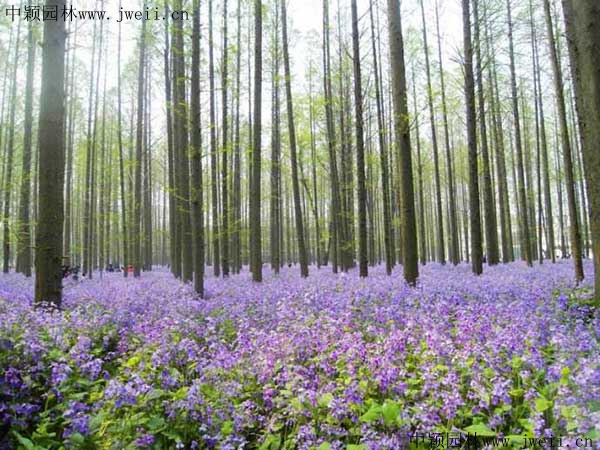 1569936520904543.jpg 二月蘭草籽5_副本.jpg