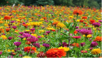 景觀花海工程 景觀花海工程