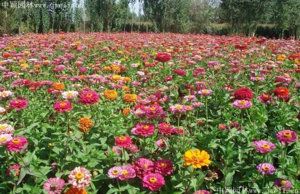 1576202222123038.jpg 5.jpg