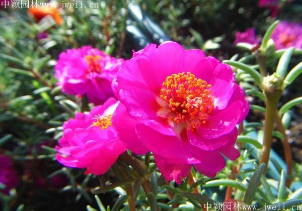 1577151681357139.jpg 太陽花3.jpg