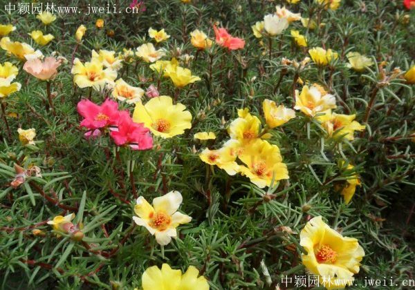 1577151768127559.jpg 太陽花8.jpg