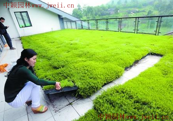 1578551207462677.png 佛甲草12.png