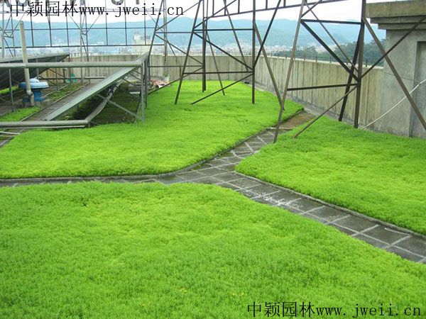 1578551273120851.jpg 佛甲草2.jpg