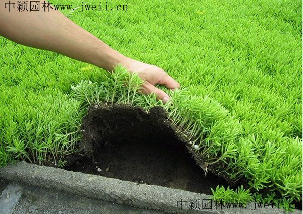 1578551294873285.jpg 佛甲草1.jpg