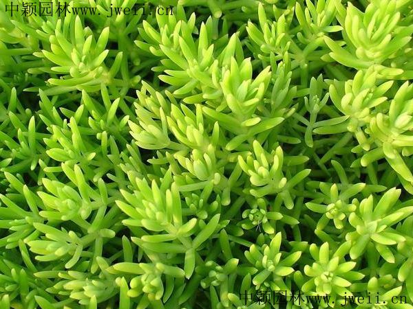 1578551312447468.jpg 佛甲草5.jpg