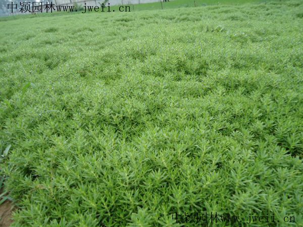 1578551328388420.jpg 佛甲草9.jpg