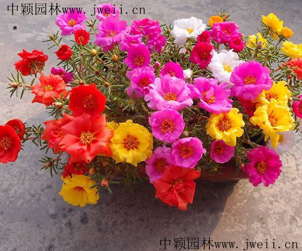 1578552836929068.jpg 太陽花2.jpg