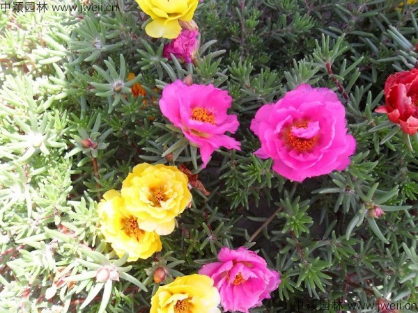 1578552938870169.jpg 半枝蓮-(2).jpg