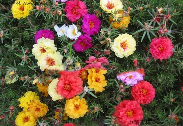 1578638902753227.jpg 半枝蓮-(3).jpg