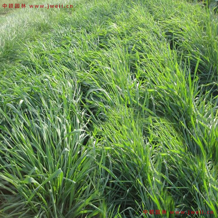 1579077920899799.jpg 黑麥草7.jpg