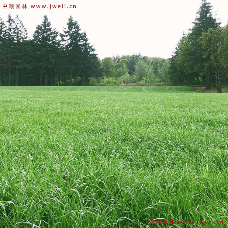 1579077926125915.jpg 黑麥草3.jpg