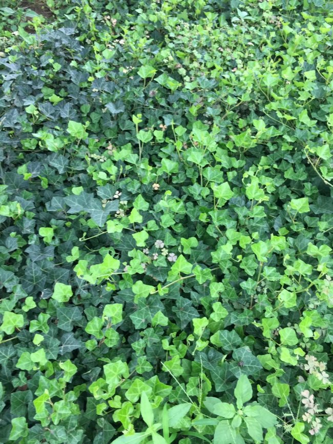 1579415125388530.jpg 常春藤 (2).jpg