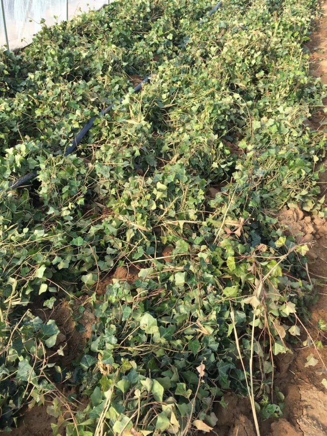 1579415151228049.jpg 常春藤 (4).jpg