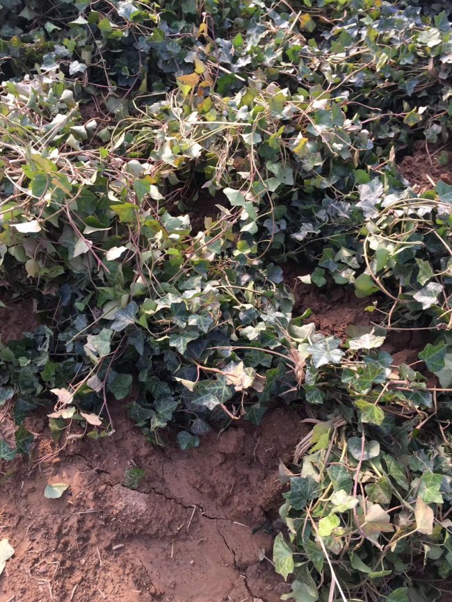 1579415188798300.jpg 常春藤 (5).jpg