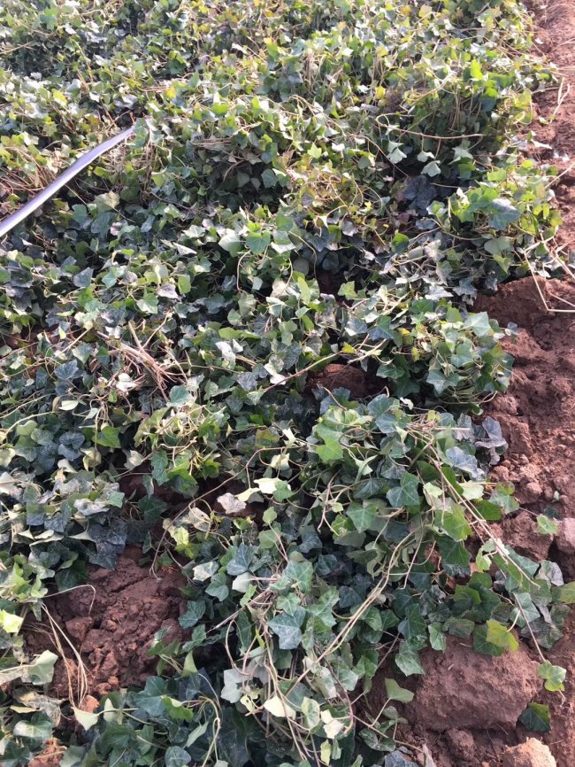 1579415207135525.jpg 常春藤 (6).jpg