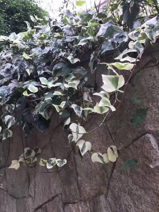 1579415249131120.jpg 常春藤 (8).jpg