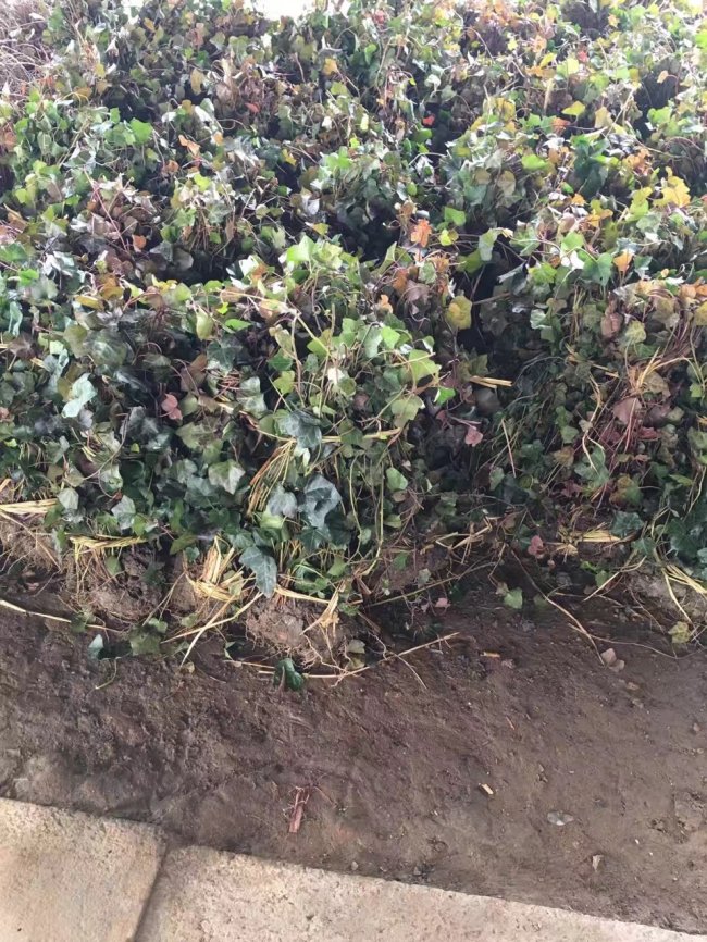 1579415291103538.jpg 常春藤 (11).jpg