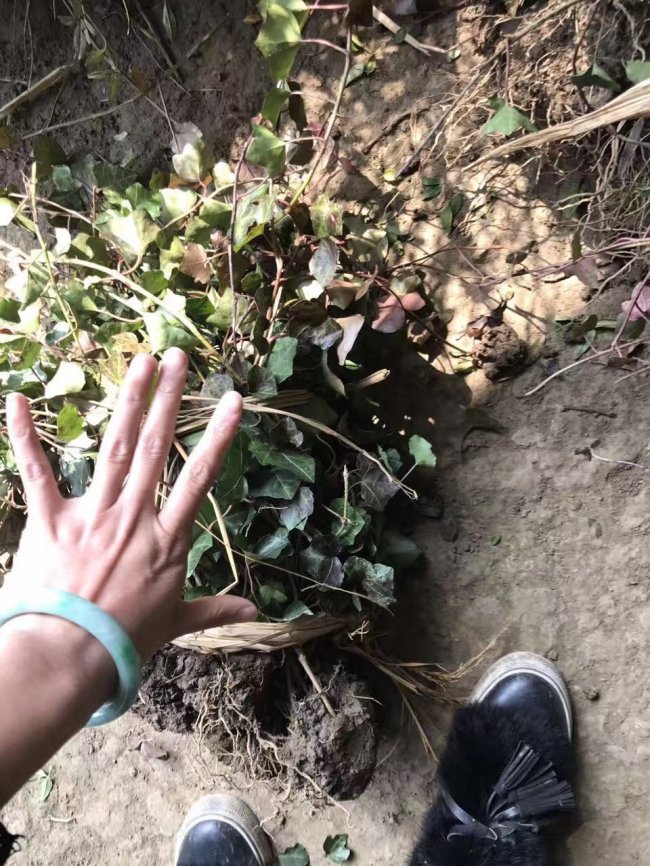 1579415349113940.jpg 常春藤 (14).jpg