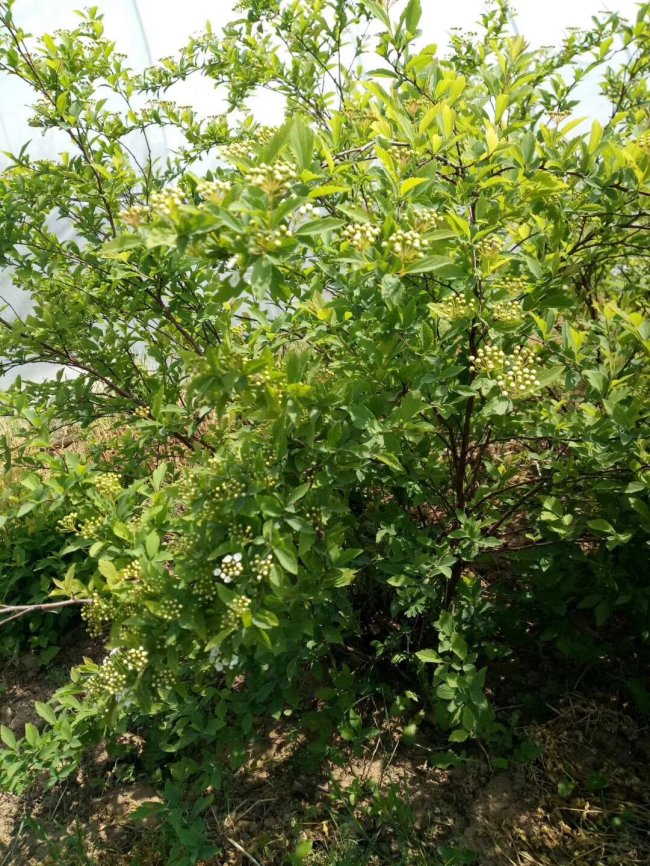 貼梗海棠 (3).jpg