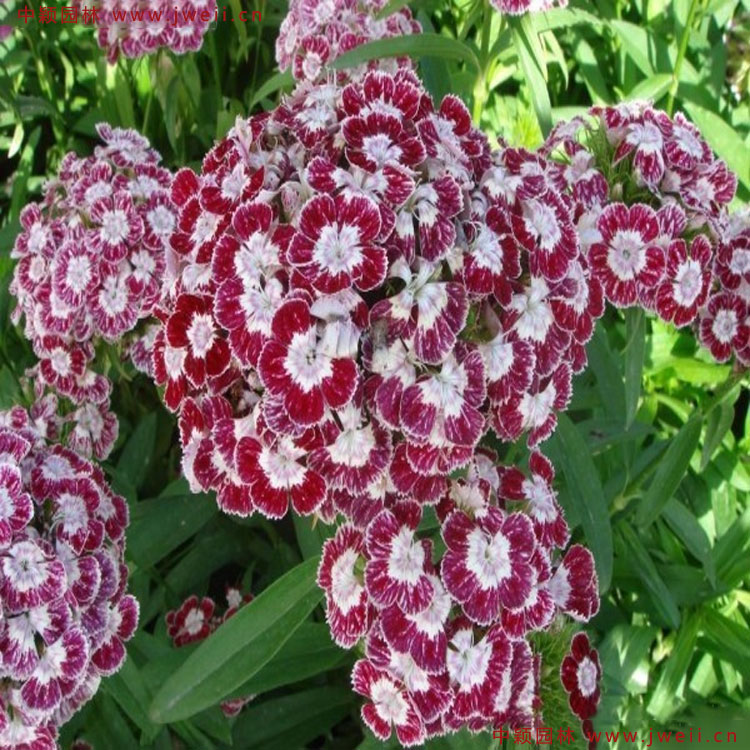 1583584662344075.jpg 6.jpg