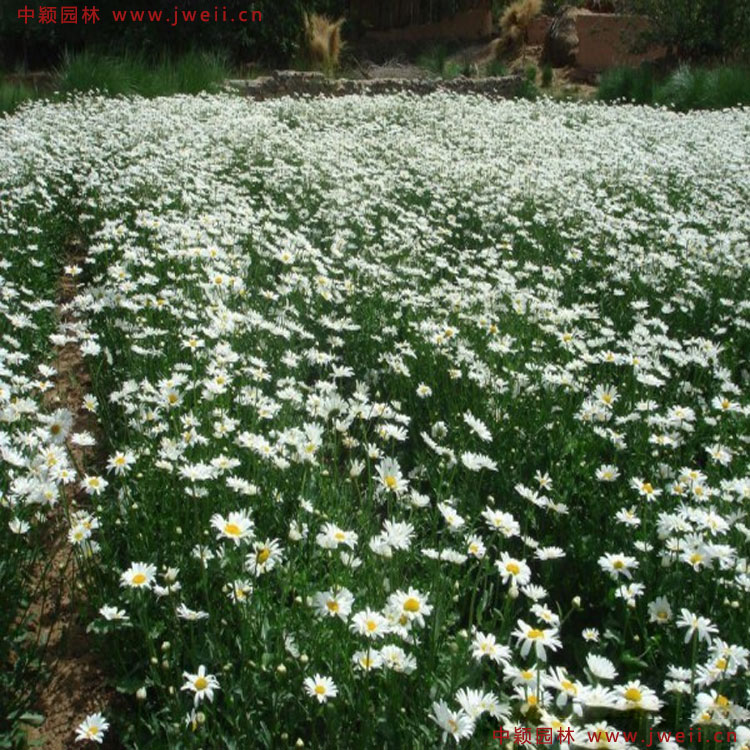 1583584708218850.jpg 1.jpg